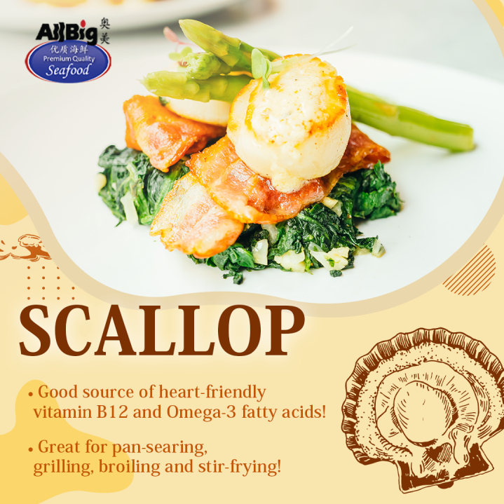 All Big Scallop